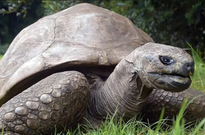 Morre Jonathan, tartaruga mais velha do mundo que viveu quase dois séculos