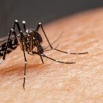 Casos de dengue disparam nas Américas e OMS pede ação global