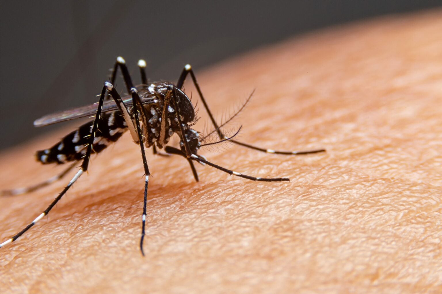 Casos de dengue disparam nas Américas e OMS pede ação global