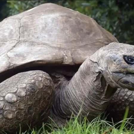 Morre Jonathan, tartaruga mais velha do mundo que viveu quase dois séculos