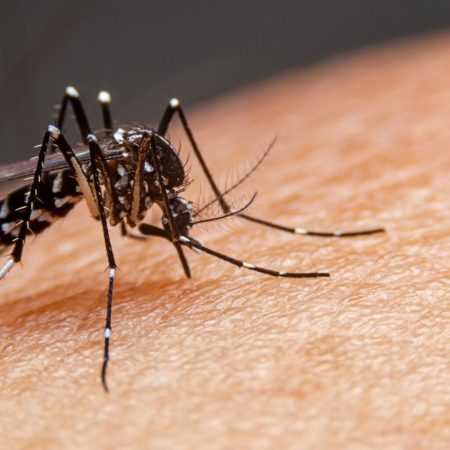 Casos de dengue disparam nas Américas e OMS pede ação global